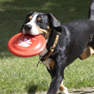 Benni the Dog