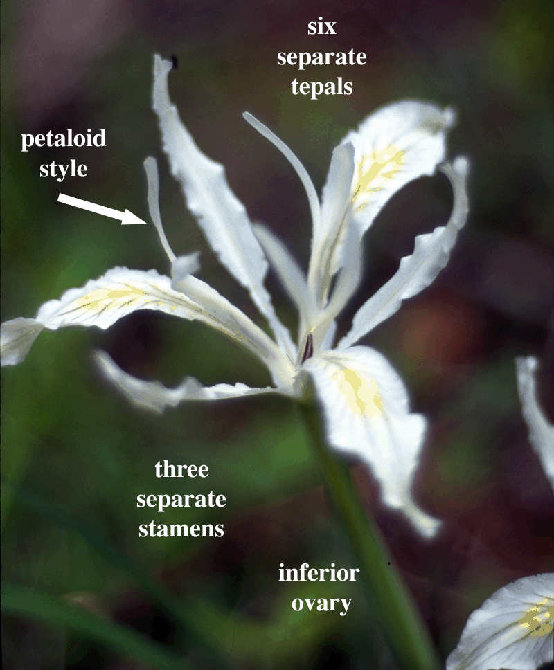 Iridaceae, Description, Major Genera and Species, & Facts