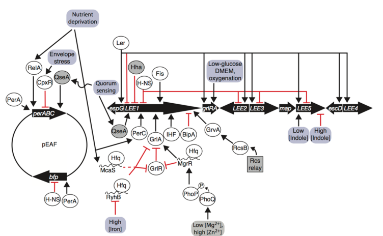 EPEC LEE and pEAF gene regulation