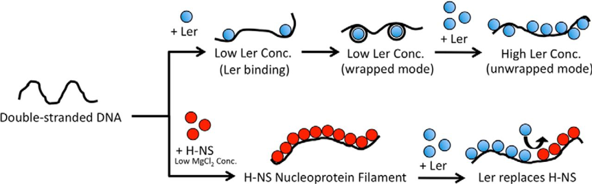 Models of Ler binding