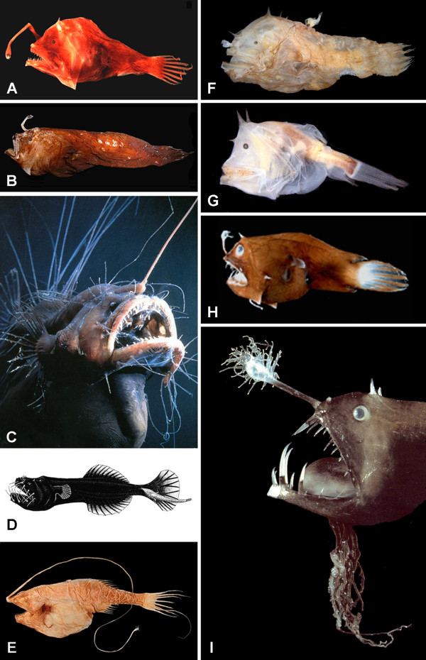 Anglerfish - Wikipedia