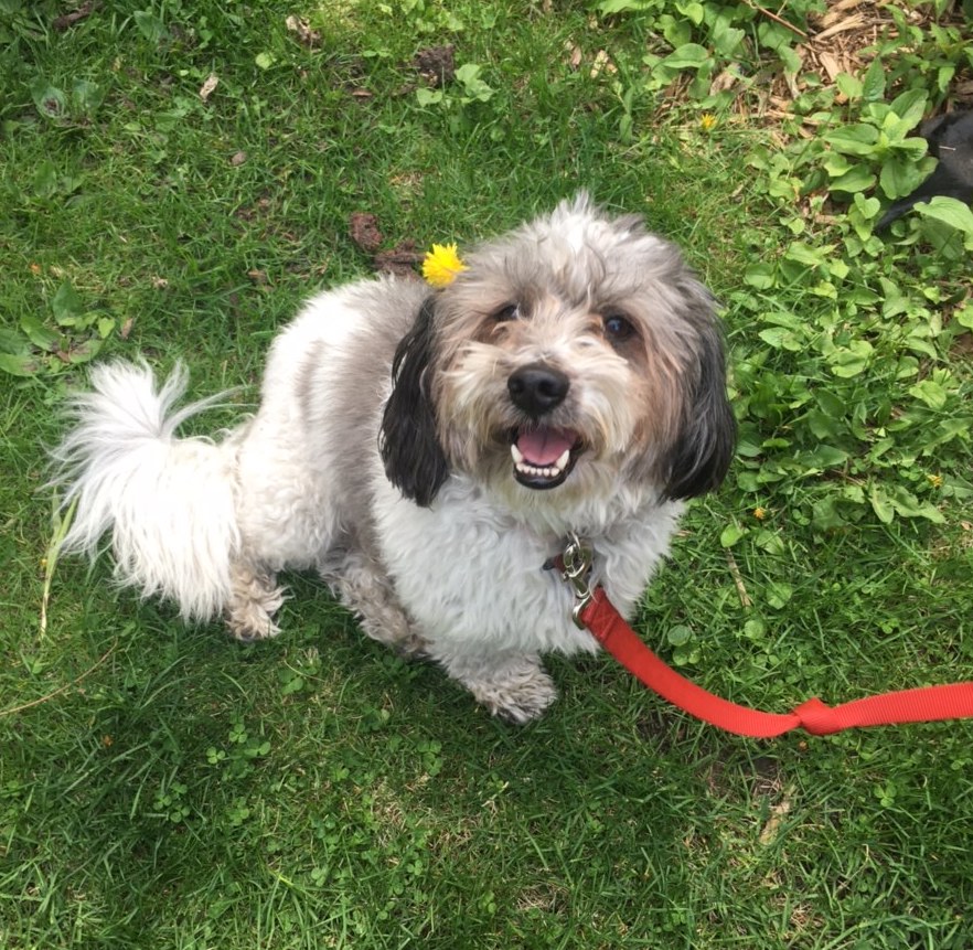 a happy dog