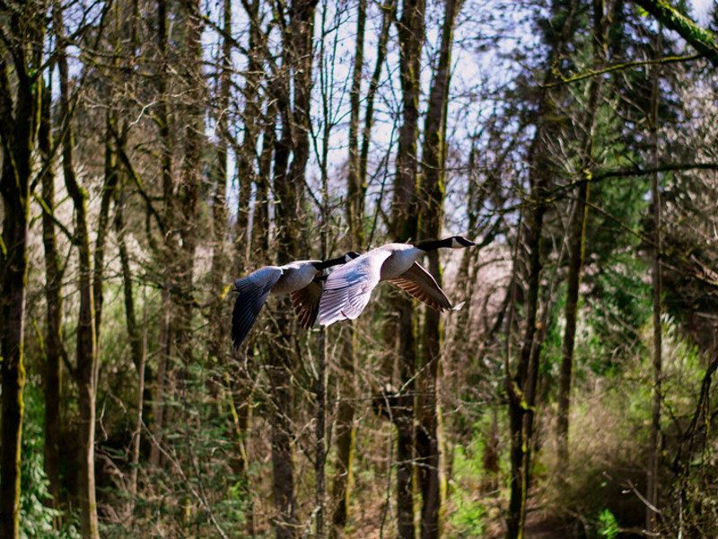 Two Canadian Geese flying over the Reed Canyon