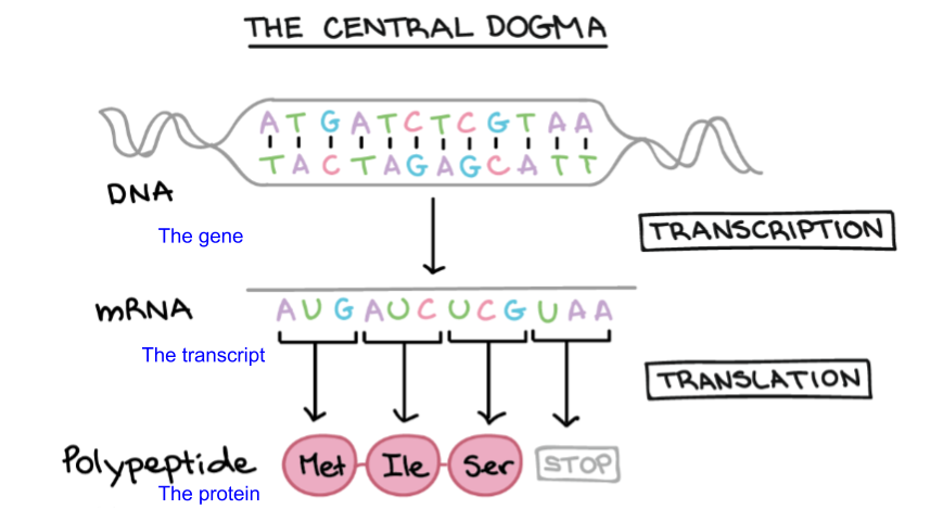 Adapted from khanacademy.com