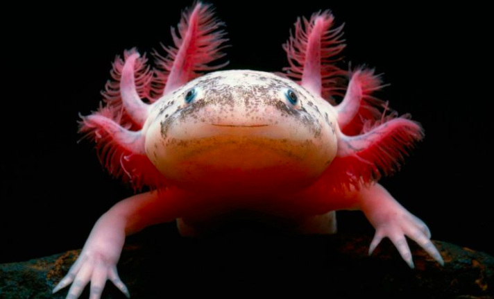 Axolotl