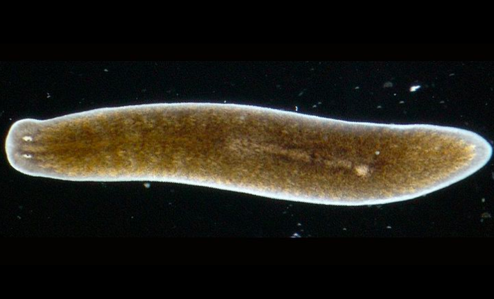 Planaria