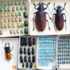 Beetle Mania | Reed Magazine